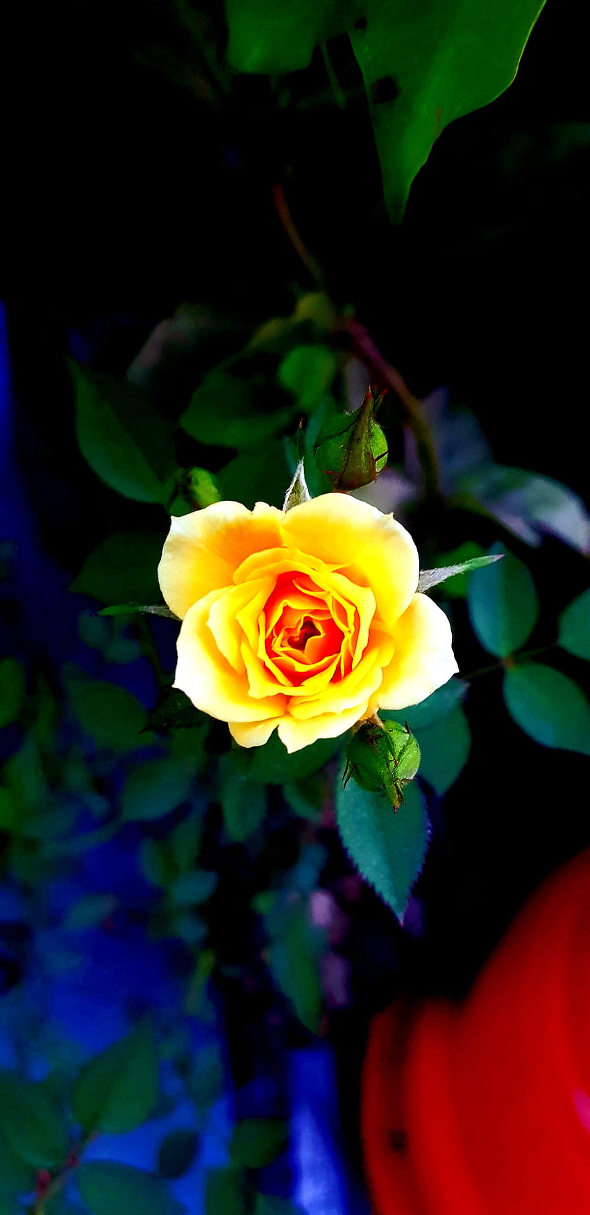 Yellow rose, hybrid_tea_rose, petal HD phone wallpaper | Pxfuel