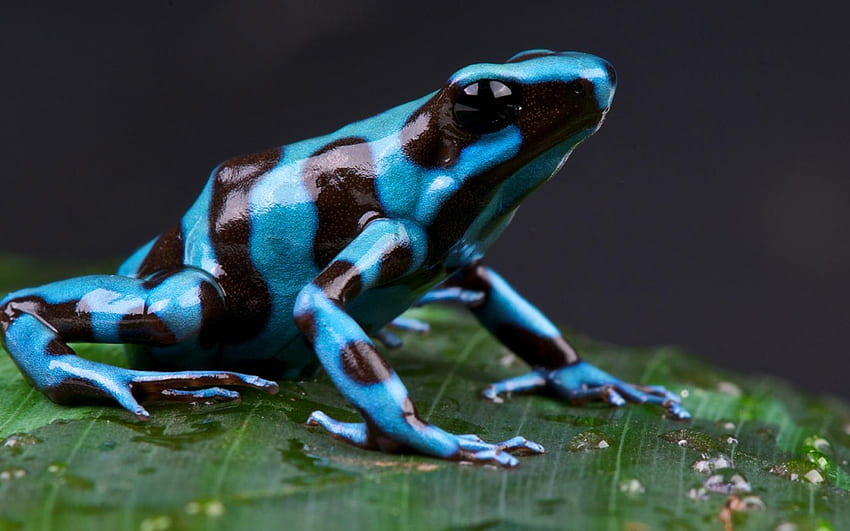 Most Poison Dart Frog, Blue Frog HD wallpaper