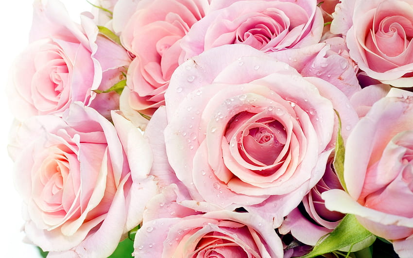 ピンクのバラ、束、ピンク、美しい、バラ 高画質の壁紙