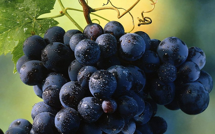 ASSEZ BON À MANGER, sucré, raisins, vignes, fruits, mûrs, juteux, nourriture, vignobles Fond d'écran HD