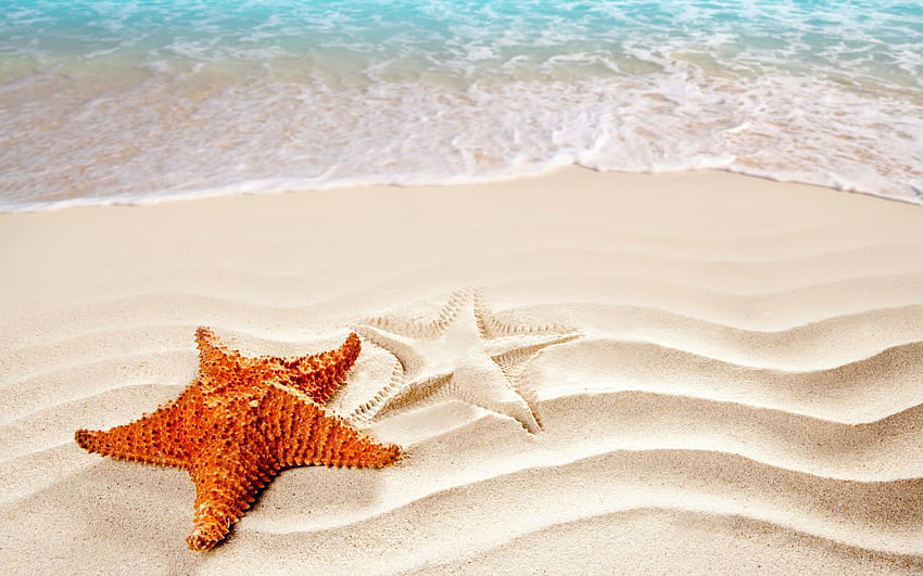 Lato, morze, rozgwiazdy, muszle, piasek, piękne, piękno, plaża, fale oceanu, muszla, czas letni, fale, natura, piękny, ocean Tapeta HD