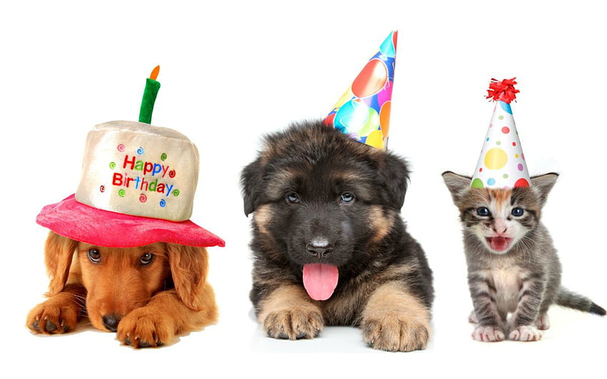 Happy Birtay!, gattino, dolce, animale, carino, gatto, pisica, festa, cucciolo, compleanno, trio, cappello, caine Sfondo HD