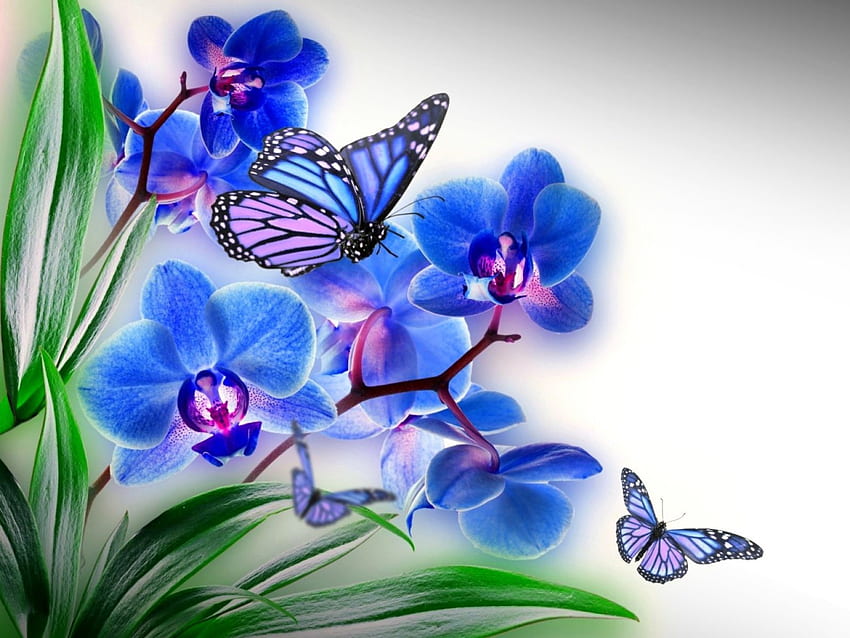 Orchidea, farfalle, natura, fiore Sfondo HD