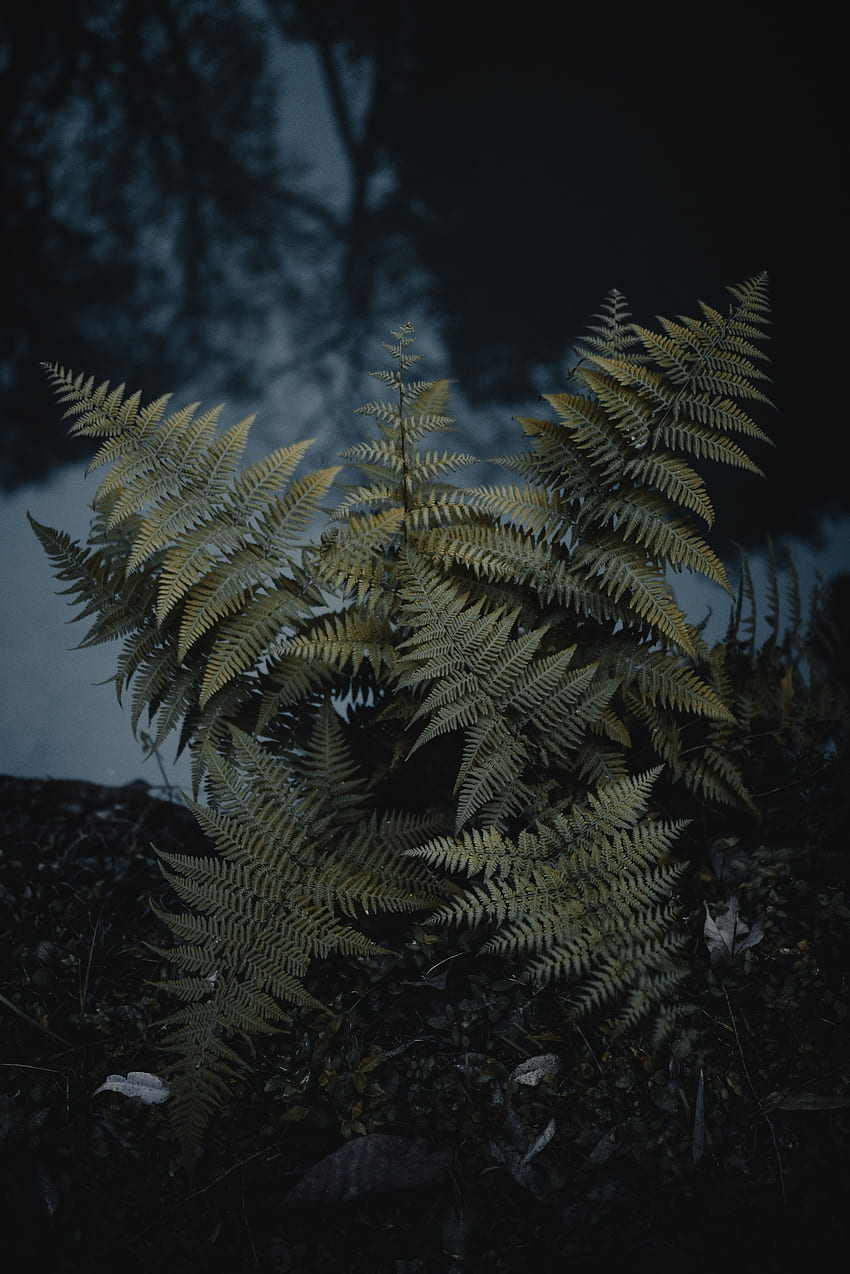 Nature, Plant, Fern, Wild HD phone wallpaper
