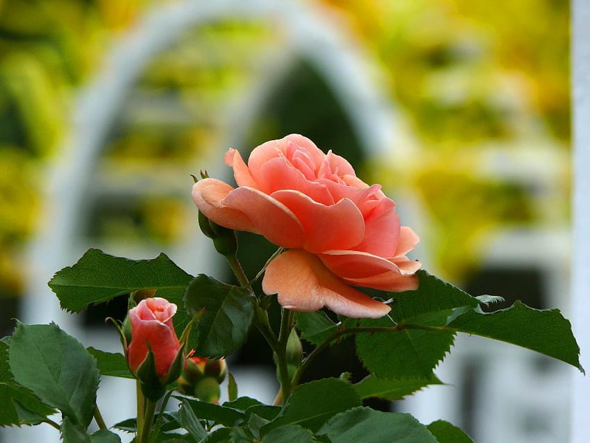 An Apricot Climber Rose, róża, morela, liście, płatki Tapeta HD