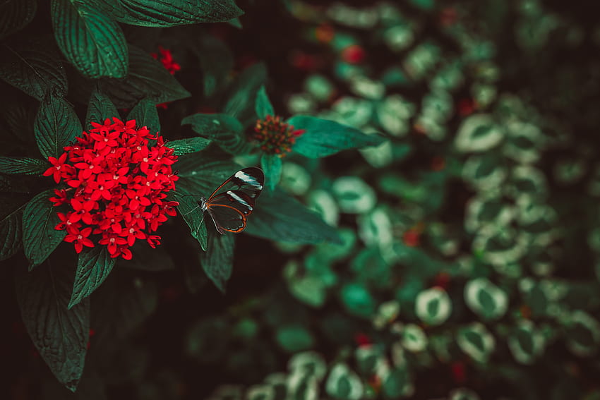 Flores, Planta, Macro, Mariposa, Inflorescencia fondo de pantalla