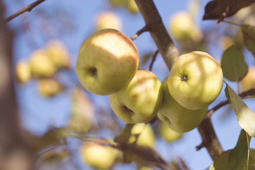 ผลไม้ต้นแอปเปิ้ลและการเก็บแอปเปิ้ลและพื้นหลัง วอลล์เปเปอร์ HD