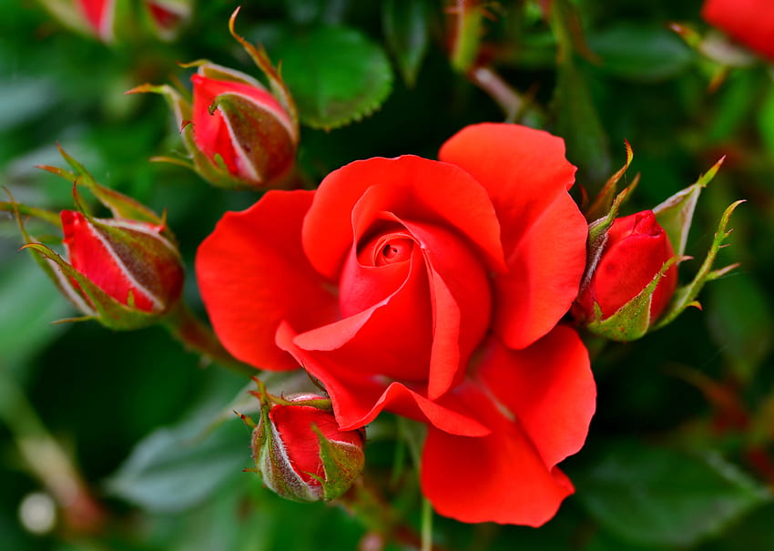 Roses closeup, leaves, roses, buds, petals, red, garden, scent, fragrance, beautiful HD wallpaper