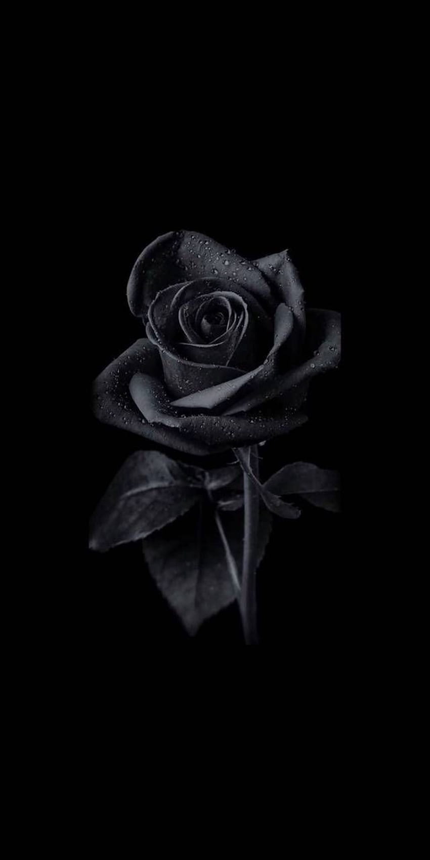 Black Rose autorstwa Abtahialamkinga – 95 teraz. Przeglądaj miliony. Śliczne czarne, czarne róże, ciemny telefon, czarno-biały rysunek róży Tapeta na telefon HD