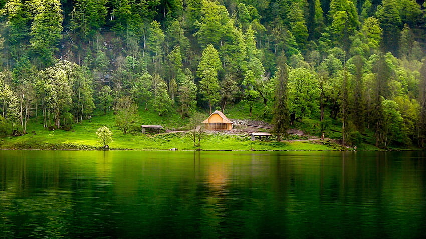 Danau Hijau, Rumah Kayu, Padang Rumput, Pinus, Hutan Wallpaper HD