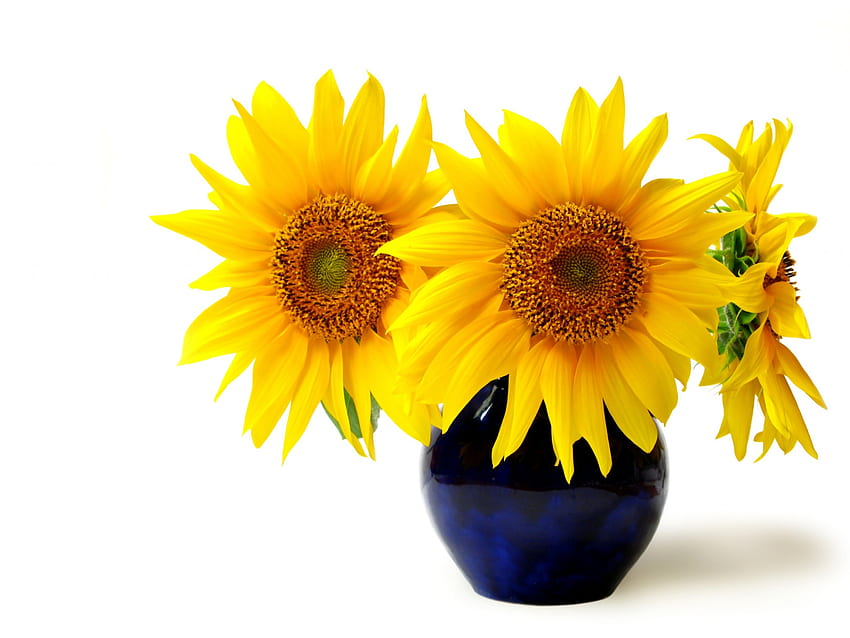 Sunflowers, summer, yellow, flower, vase, sunflower HD wallpaper