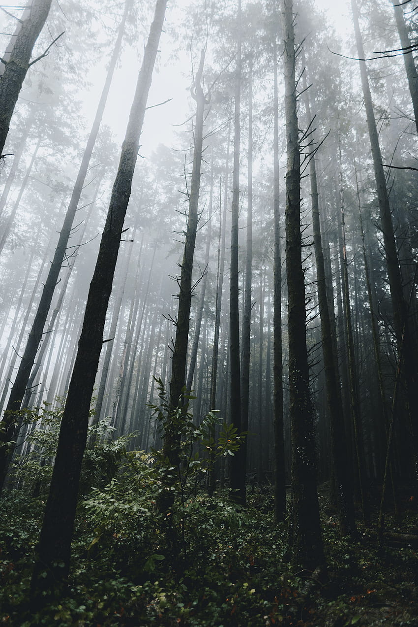 Doğa, Ağaçlar, Çimen, Orman, Sis, Bitki Örtüsü HD telefon duvar kağıdı