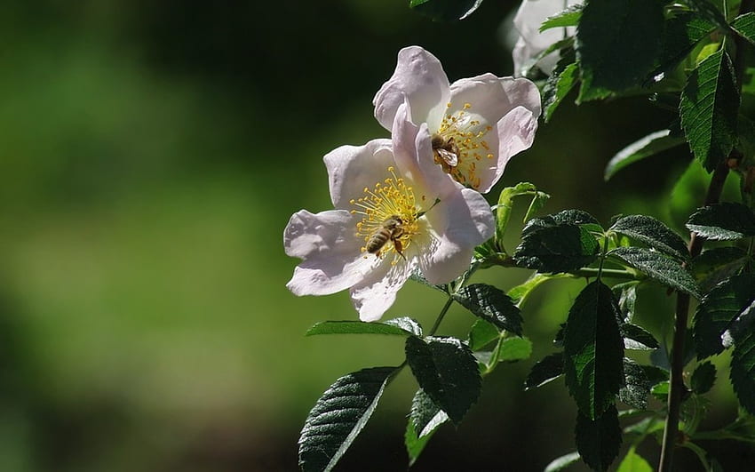 กุหลาบป่าและผึ้ง ผึ้ง ดอกไม้ สีชมพู กุหลาบป่า วอลล์เปเปอร์ HD