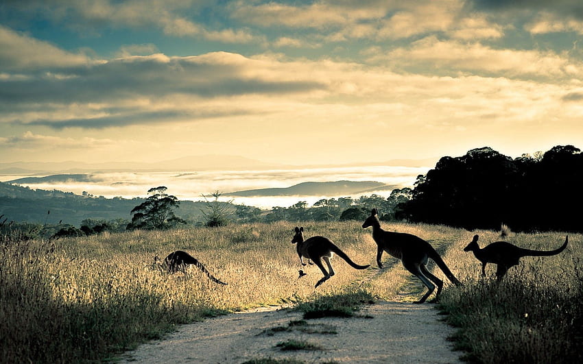 Zwierzęta, trawa, kangur, ścieżka, skok, szlak, skakać Tapeta HD