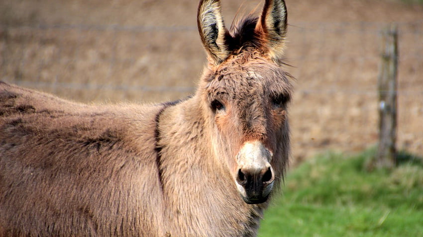 Donkey, animal, muzzle full HD wallpaper | Pxfuel