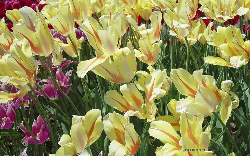 Tulipany, cebule, kolor żółty, natura, kwiaty Tapeta HD