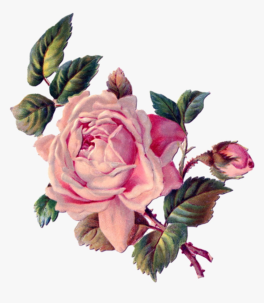 Vintage Roses, Vintage Floral, Rose Art, Vintage - Vintage Rose Clipart Border, Png, Vintage Rose Flower wallpaper ponsel HD