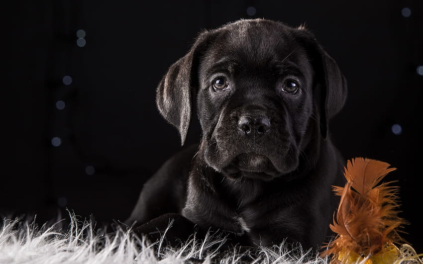 Cane corso, , small cute black puppy, small HD wallpaper