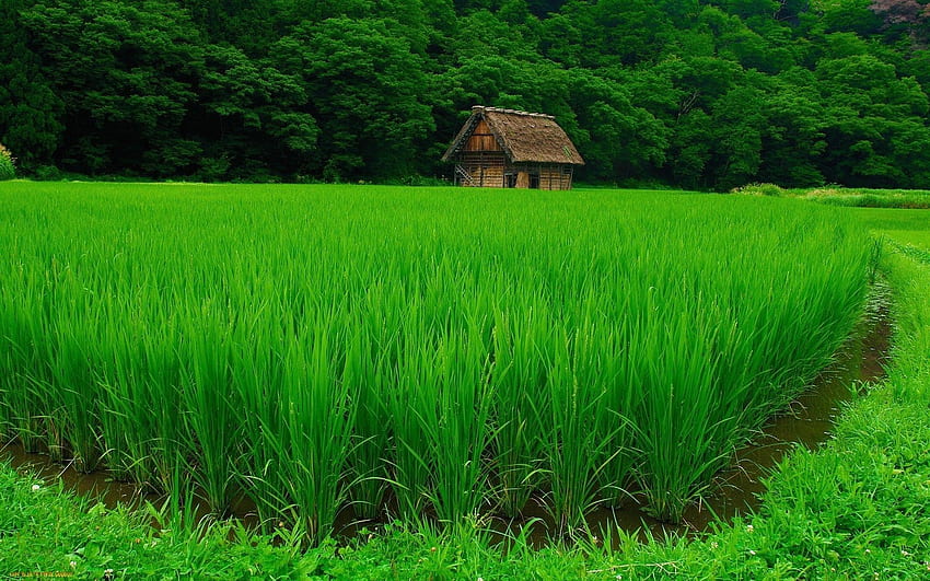 Campo di riso, foresta Sfondo HD