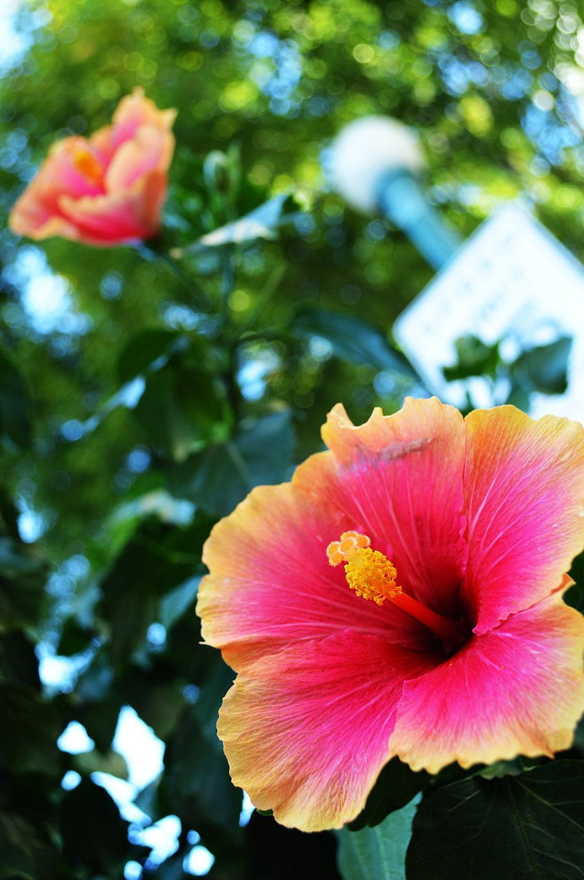 Tropical_flowers_by_betweenhalves 900×1354, Cute Tropical Flowers Tumblr HD phone wallpaper