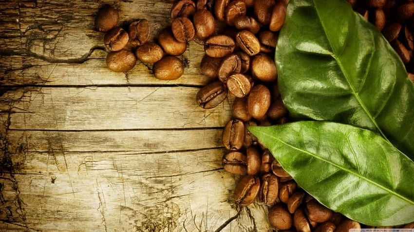 커피 콩과 잎, 잎, 추상, 그래픽, 커피, 음료 HD 월페이퍼