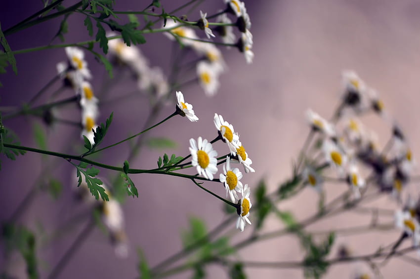 Blumen, Kamille, Unschärfe, glatt HD-Hintergrundbild