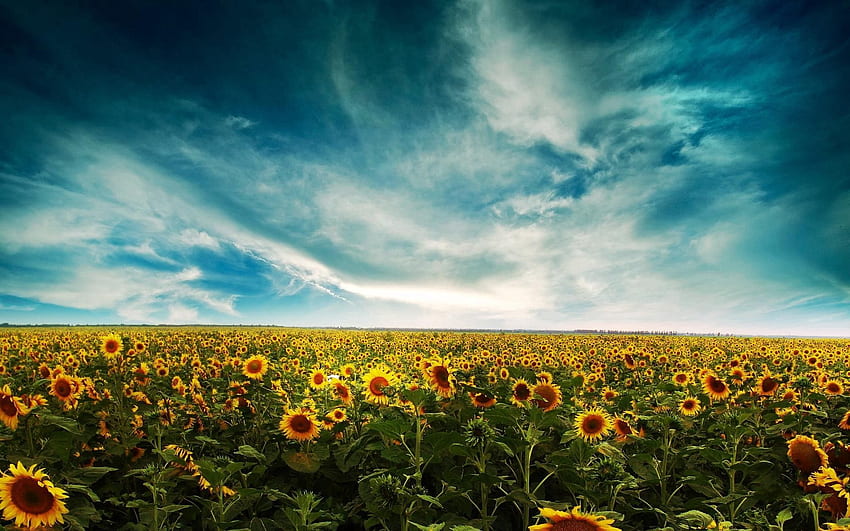 Nature, Sunflowers, Sky, Clouds, Summer, Field HD wallpaper