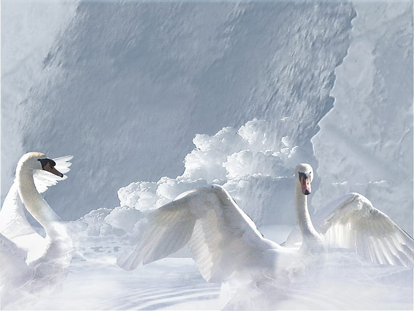 swan cloud, white, sky, swan, cloud HD wallpaper