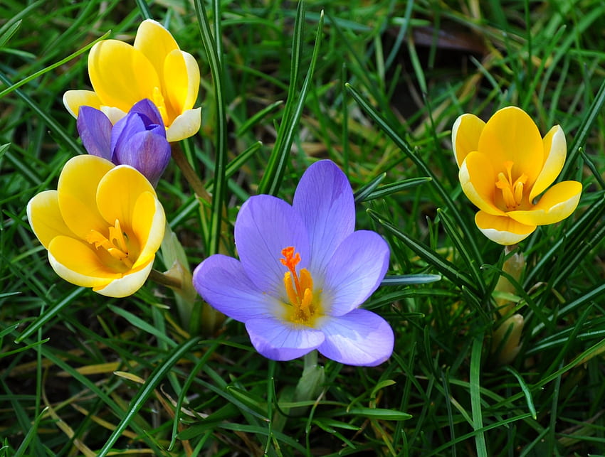 ธรรมชาติ ดอกไม้ หญ้า Crocuses วอลล์เปเปอร์ HD