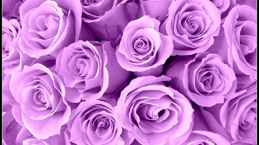 Purple Color Flowers, Lavender Purple Flower HD wallpaper | Pxfuel