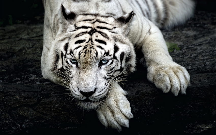 big cats nature animals tiger white tigers . Cool, Cool White Siberian Tiger HD wallpaper