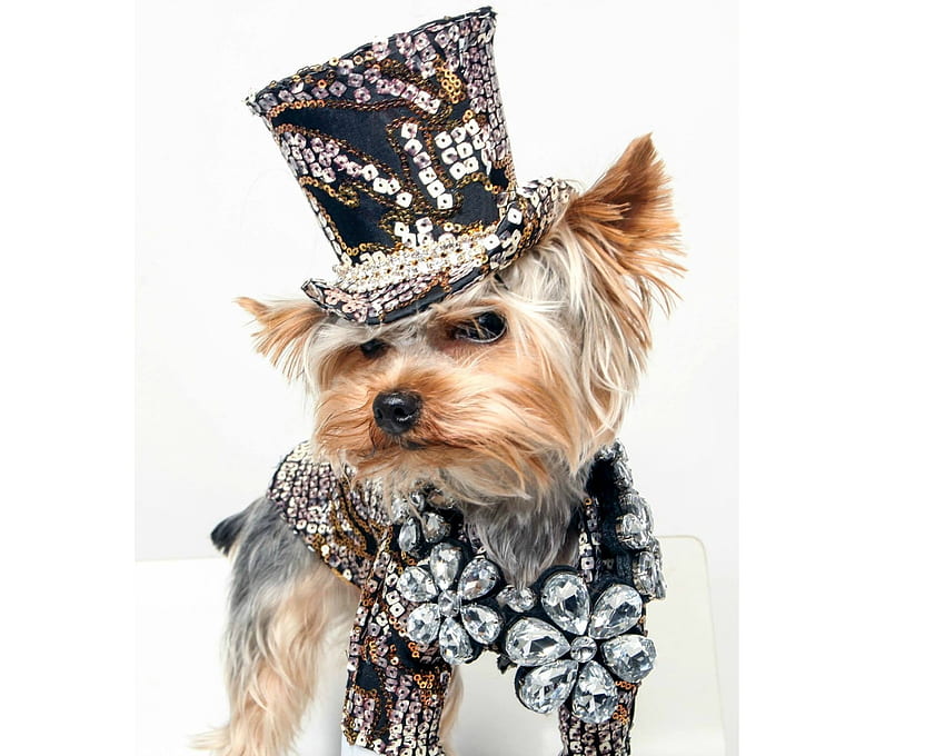 Felice anno nuovo!, cane, animale, bianco, nero, carino, gioiello, fency, yorkshire terrier, divertente, capodanno, caine Sfondo HD