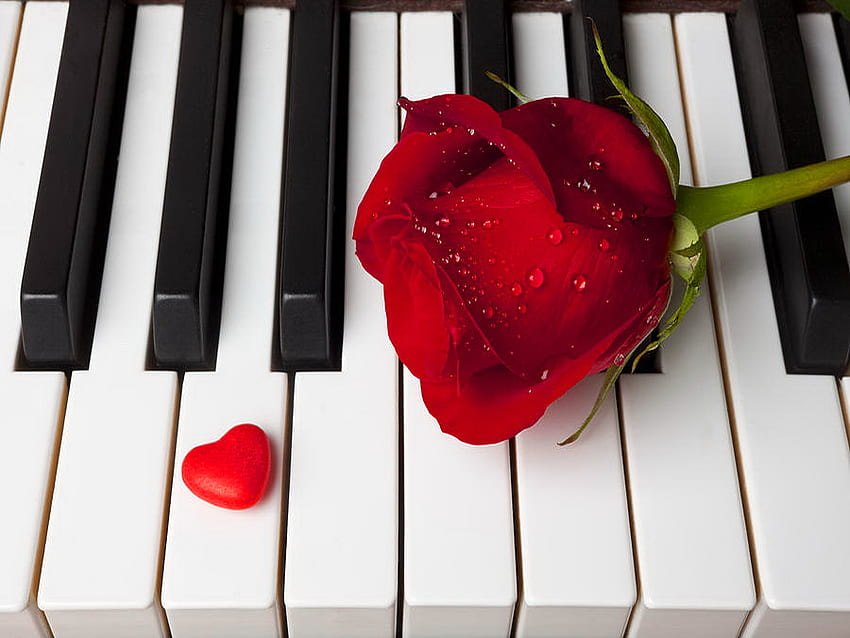 Doce melodia, doce, melodia, doce, rosa, música, piano, flor, vermelho, teclas de piano, coração papel de parede HD