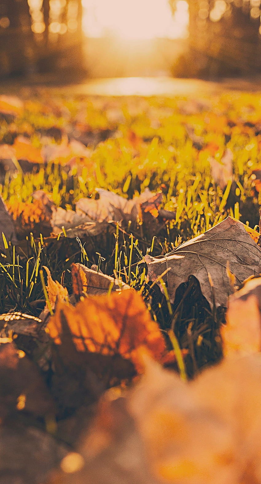 iPhone 6s Plus / iPhone 6 Plus // fall ground leaves, Autumn iPhone 6 Plus HD phone wallpaper