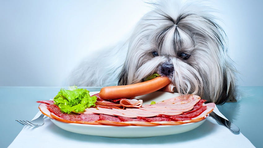 สัตว์, สุนัข, สัตว์เลี้ยง, อาหาร, เนื้อ, ผัก, จาน, ไส้กรอก, พื้นหลังที่เรียบง่าย, การกิน / และพื้นหลังมือถือ วอลล์เปเปอร์ HD