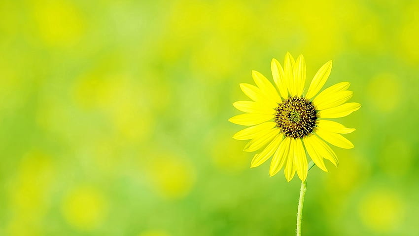Blumen, Sonne, Kamille, Blume, Polyana, Lichtung, Kamille HD-Hintergrundbild
