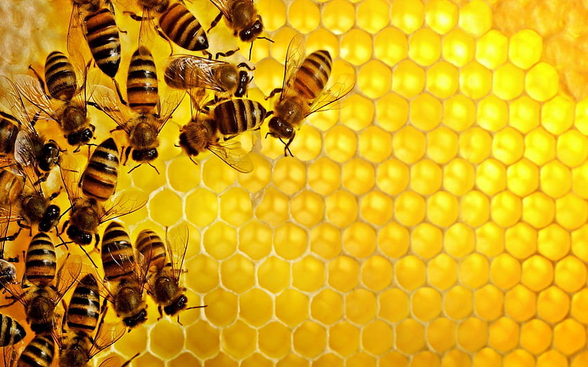 Bee Bakgrund and Bakgrund, Beehive HD wallpaper