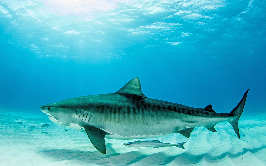 rekin tygrysi, podwodny świat, dno morskie Tapeta HD
