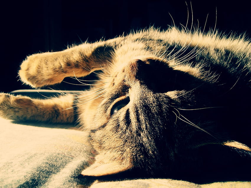 Tiere, Katze, liegen, hinlegen, gestreift, Schatten, schlafen, träumen HD-Hintergrundbild
