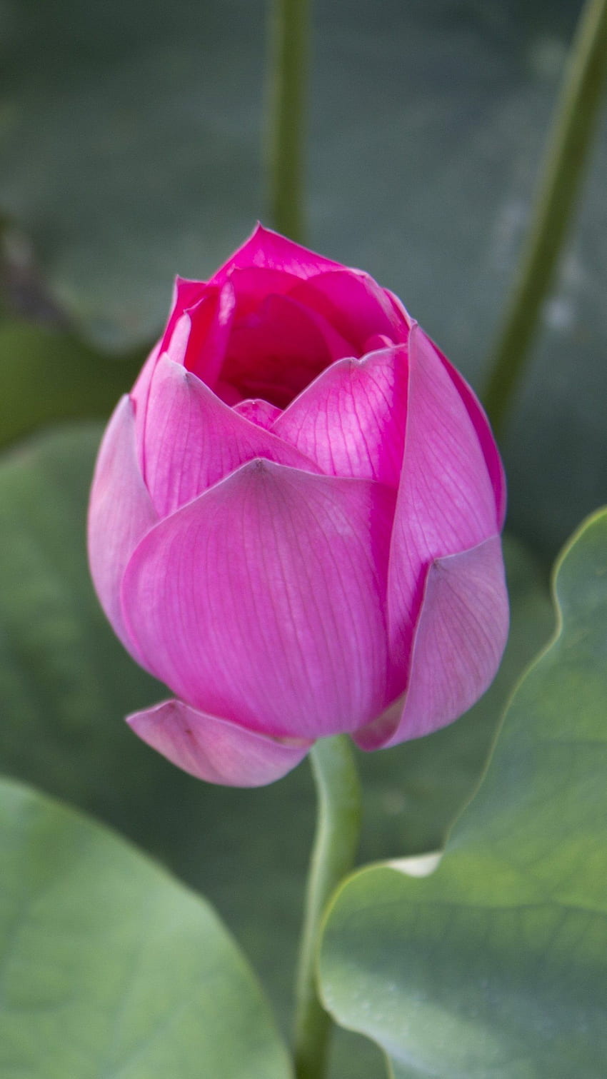 Lago di fiori di loto rosa per un bocciolo di loto unico Sfondo del telefono HD