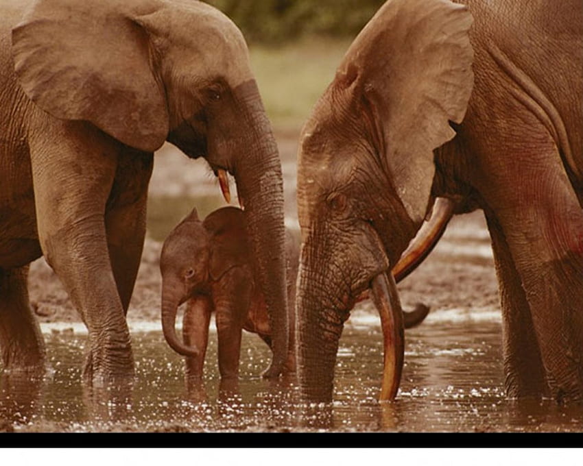 귀여운 아기 코끼리, 아기, 코끼리, 물, 음주 HD 월페이퍼
