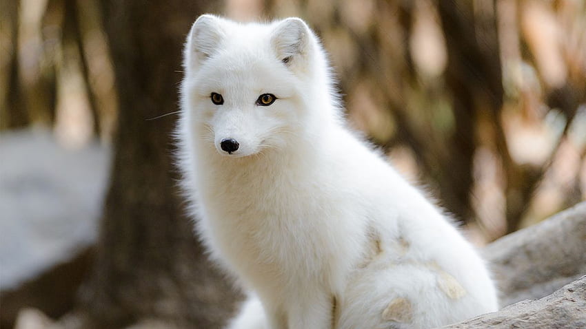 Baby It's Cold Outside! How the Arctic Fox Survives Frigid Temps. HowStuffWorks, Cute Snow Fox HD wallpaper
