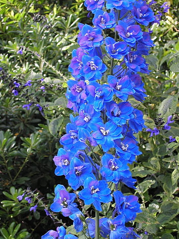 Larkspur , Delphinium HD phone wallpaper | Pxfuel