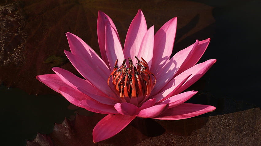 Lila, Lotus, , Blumen, Blume HD-Hintergrundbild