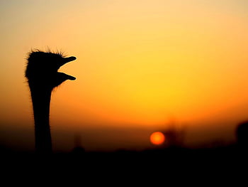 Ostrich  San Diego Zoo Animals & Plants