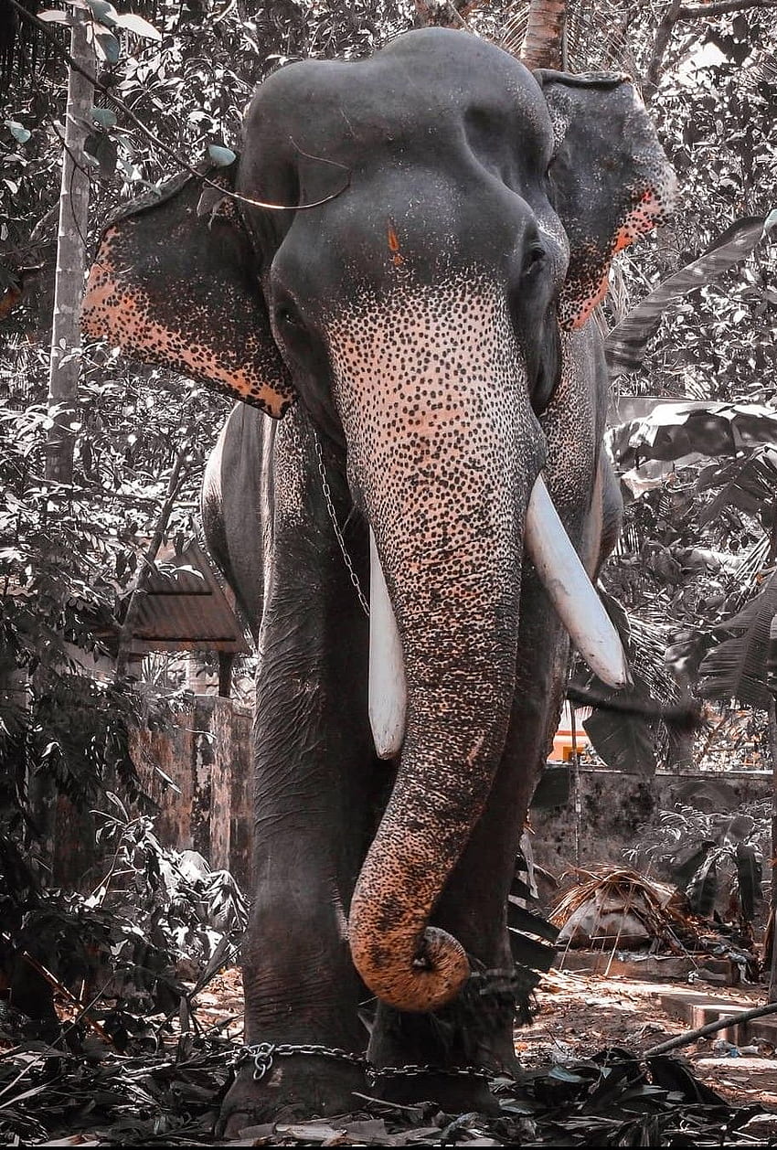 മംഗലാംകുന്ന് കർണ്ണൻ. Fil grafisi, Fil , Filler , Kerala Elephant HD telefon duvar kağıdı