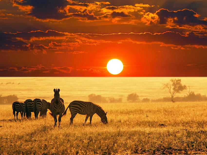 Sunset prairie zebra, áfrica, animal, savana, pradaria, zebra, pôr do sol papel de parede HD