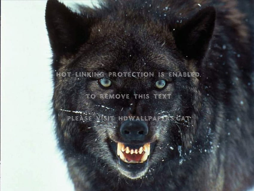 1366x768px, 720P Free download | wolf black snarling, Growling HD ...