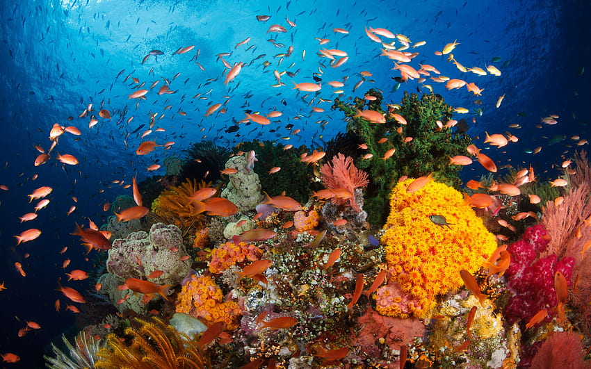 Oceaniczne rafy koralowe z koralowcami, egzotyczne tropikalne kolorowe ryby podwodny świat Raja Ampat, Papua Zachodnia, Indonezja Tapeta HD