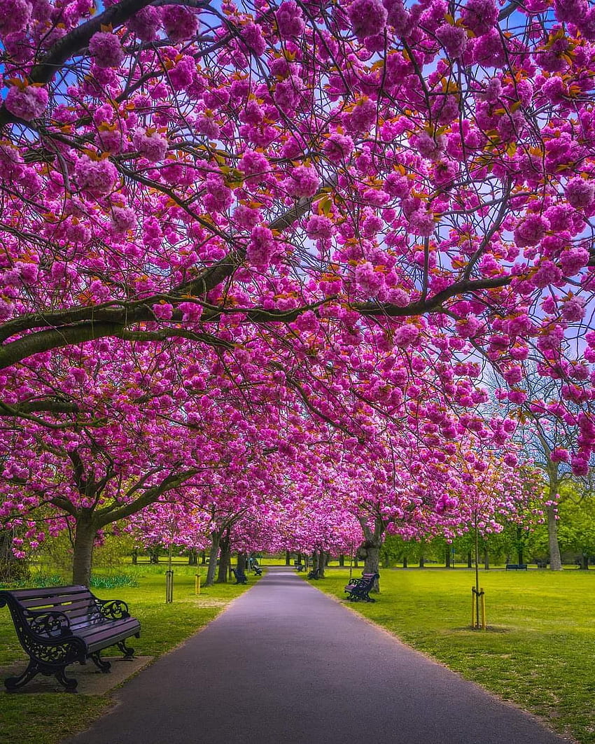 Greenwich Park, green, natural_landscape HD phone wallpaper